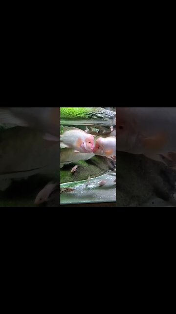 French Kissing Fish 😭 🥵