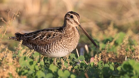 Wilson’s Snipe on the Hunt