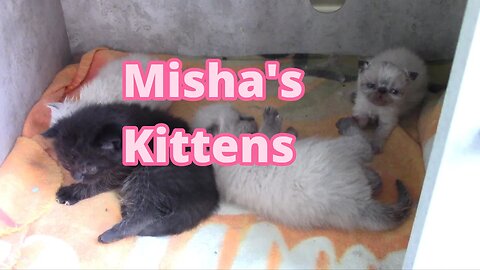 Misha's Kittens Are 3 Weeks Old! 😻