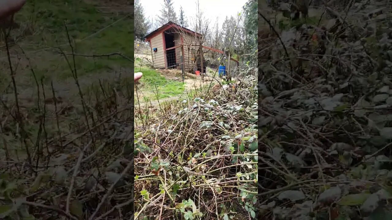 Die Blackberries #goats #homesteading #pnw