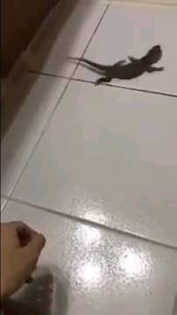 Lizard really wants food