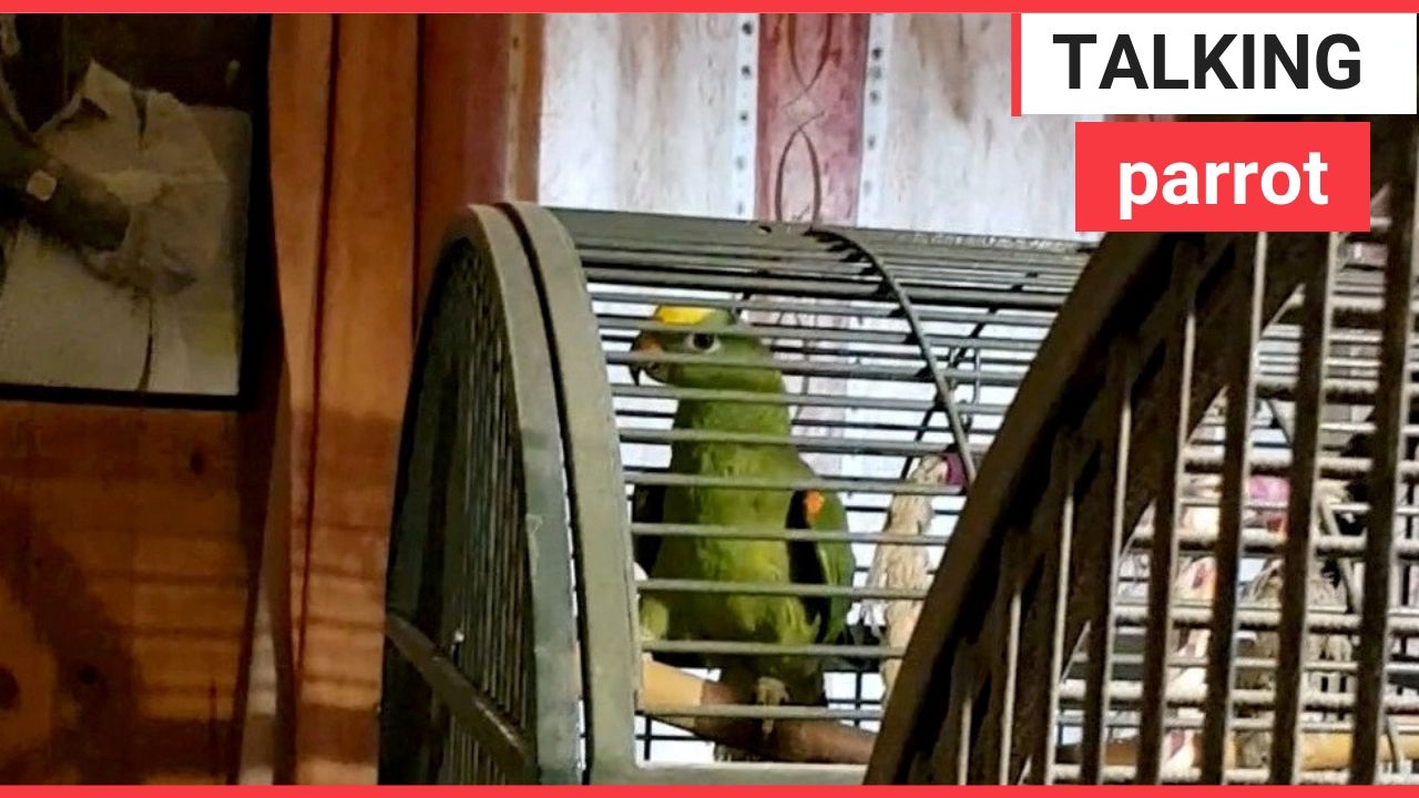 Video shows a parrot repeatedly saying 'tickle'