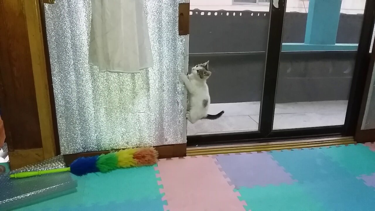 Catwoman's energy power.Tremendous stamina(53day old cat - part6)