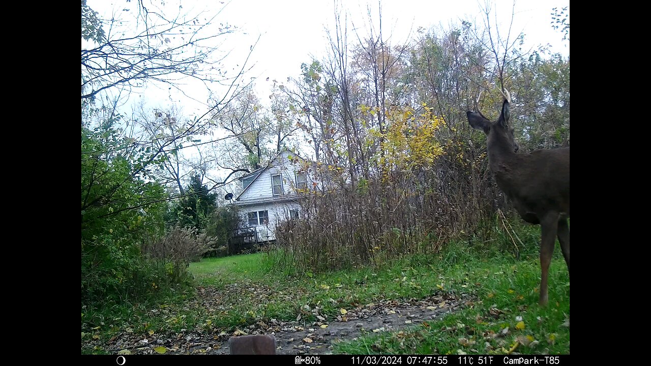 Buck Deer Cam 11-03-2024
