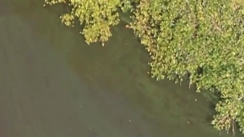 FAU Harbour Branch tests algae in St. Lucie River