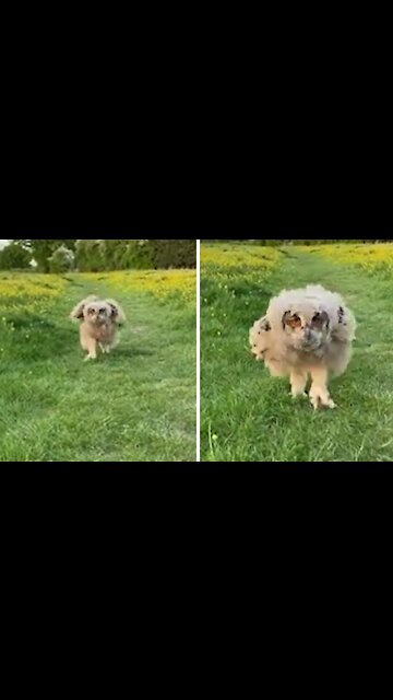 The owl is running