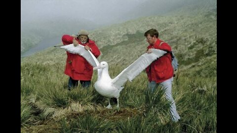 Amazing albatross