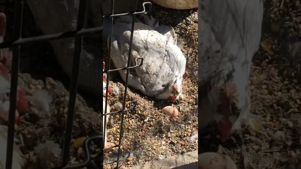 Guinea fowl dust bathing