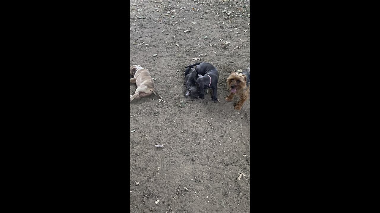 Yorkie, schooling bully pups how to play