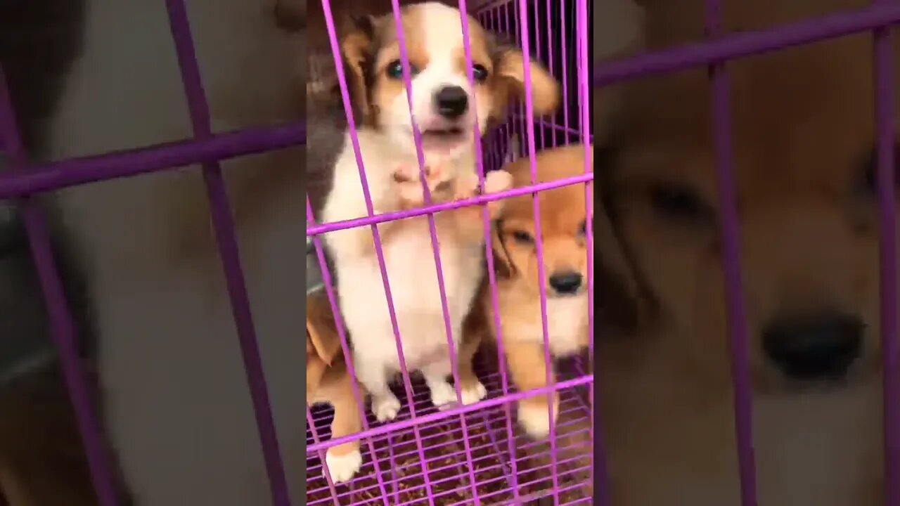 Adorable Chihuahua puppies barking|| dog sound #shorts #dog #doglover #chiuahua #trending