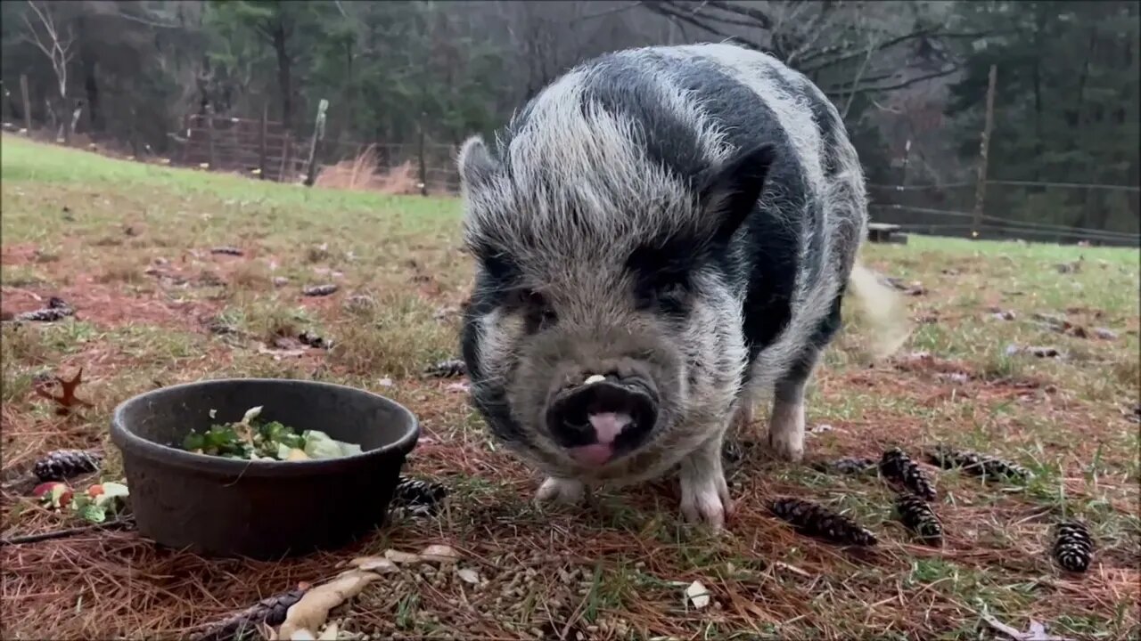 What does a pig do best? | Hamish and Kyloe Ep. 442