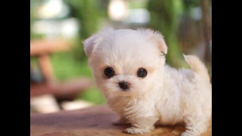 How Cute's Puppy - cute and funny video compilation# Dog's baby cute's gardan
