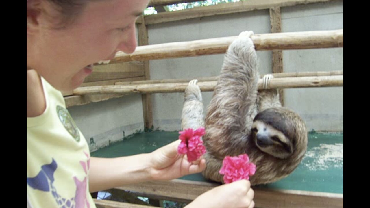 Woman Gives Sloth a flower at the Zoo