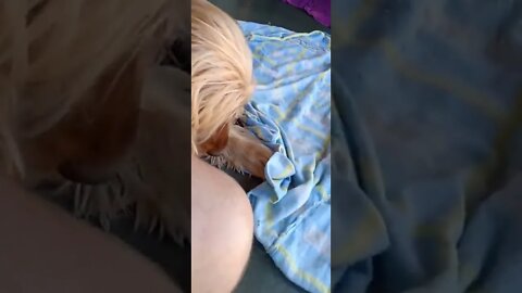 golden dog , shorts