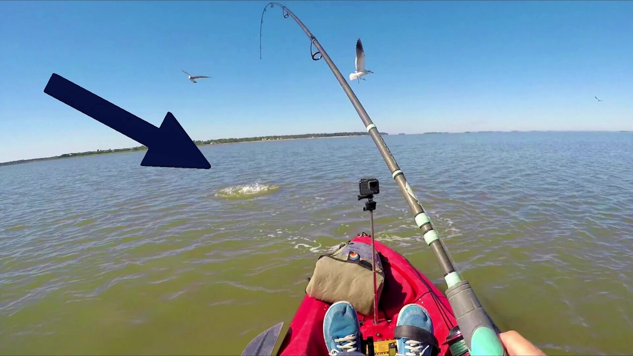 INSANE REDFISH FEEDING FRENZY! (Kayak fishing)