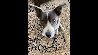 Dog choosing his next bone