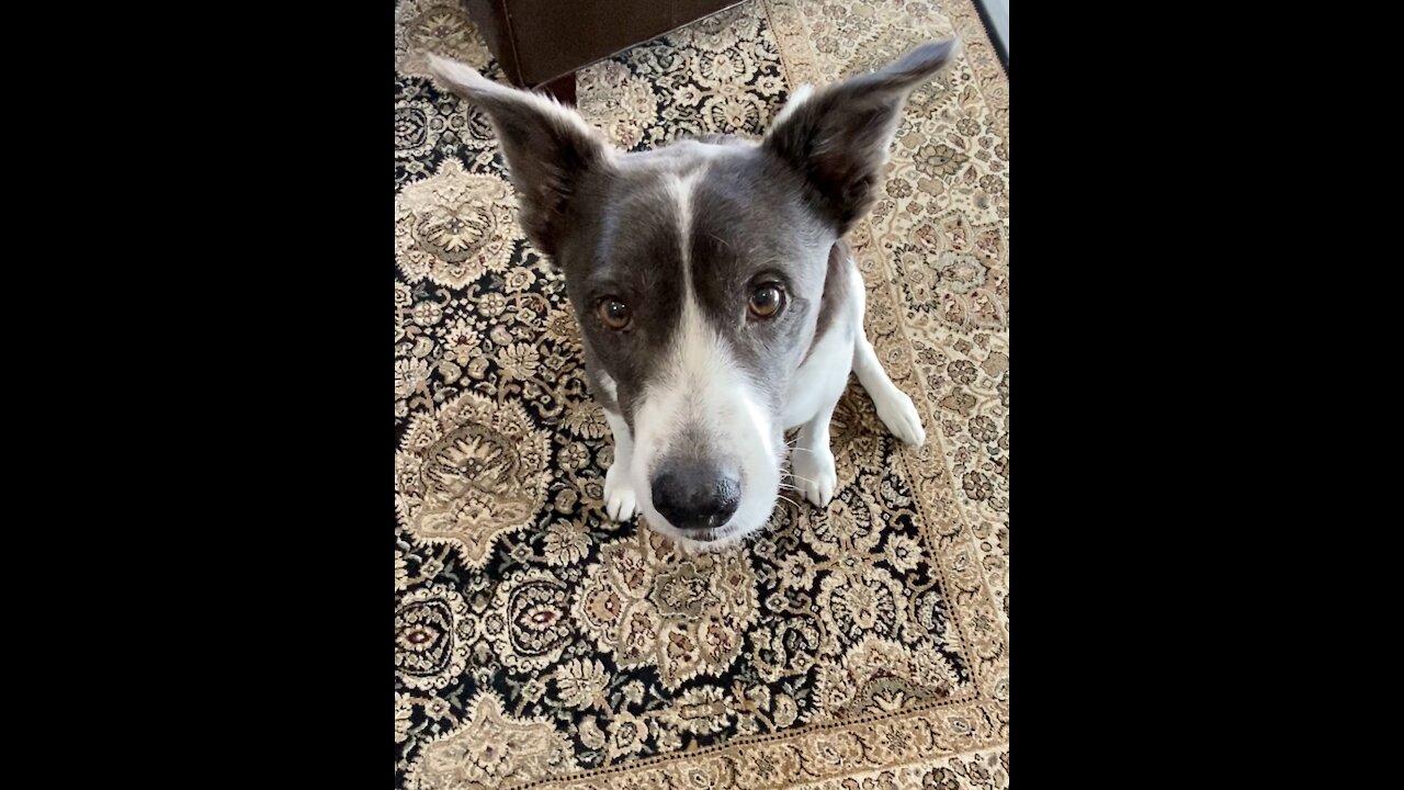 Dog choosing his next bone