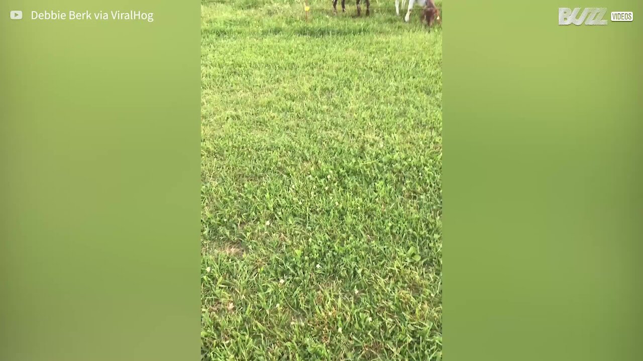 Goat makes the most hilarious sounds!