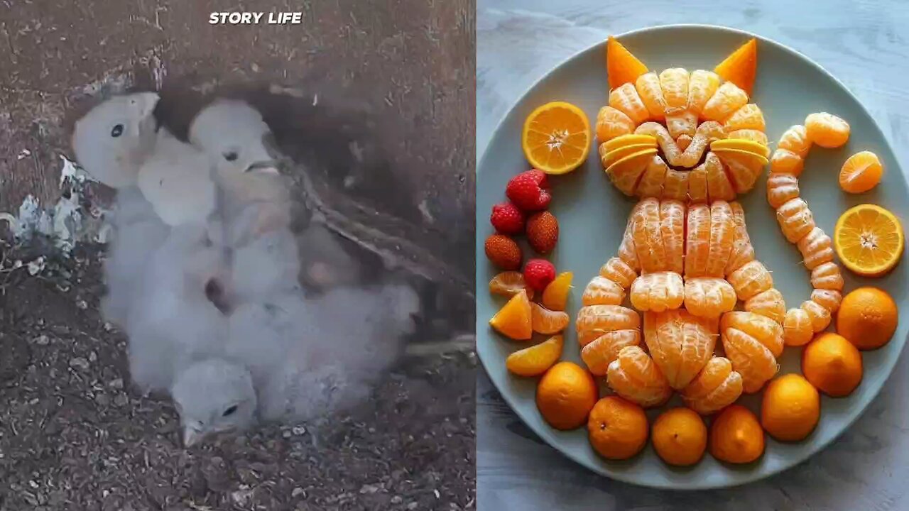 Le jeune Kestrel a été attaqué par sa proie 😅