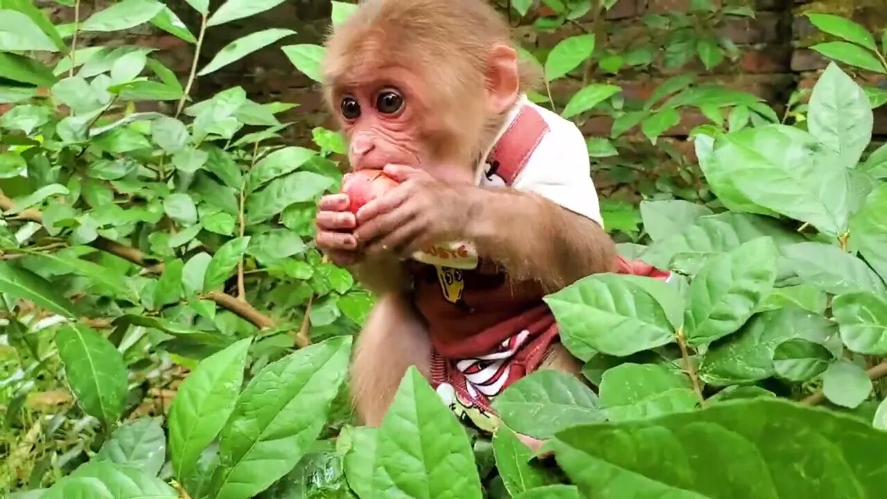 Baby monkey playing with baby rabbit, duckling, and cat eating fruit in the garden is so cute