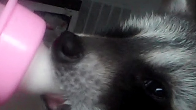 A Baby Raccoon Drinks Milk From A Bottle