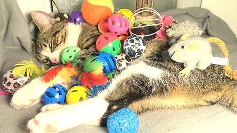 This Cat Is too Lazy to Play with His Many Toys