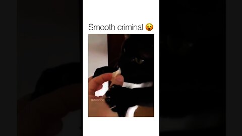 When you're hungry, but not fast enough 😂😂🐈‍⬛