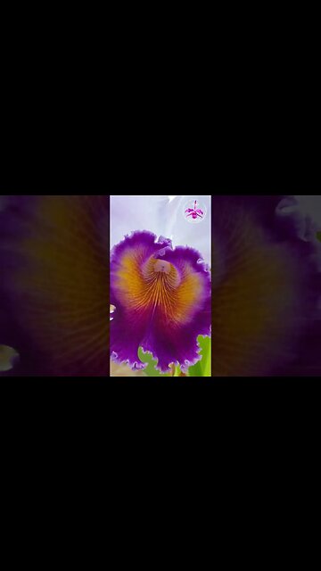 🥳🙌🏼MAGNIFICENT🙌🏼🥳 GLORIOUS Cattleya Dinard 'Blue Heaven' in Spectacular Bloom #ninjaorchids #shorts