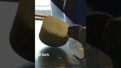 My bird eating an apple