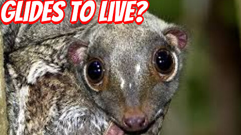 The Rare And Cute Malayan flying lemur?