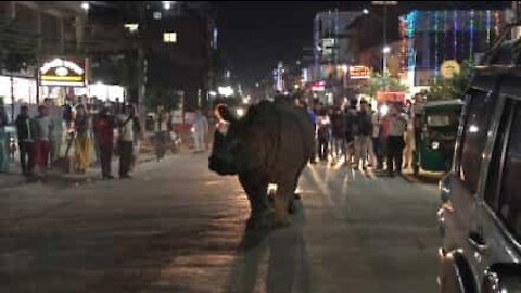 Un rhinocéros se promène tranquillement en ville