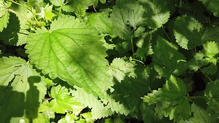 Personal Plant Medicine April Blurb Forest Nettle Insights and Periwinkle Invasion!