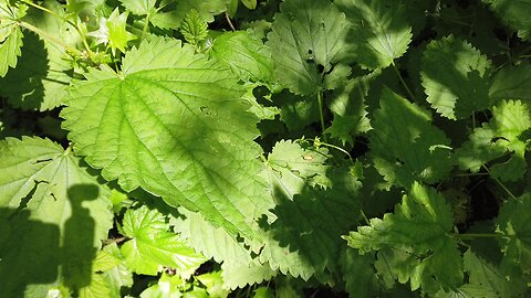 Personal Plant Medicine April Blurb Forest Nettle Insights and Periwinkle Invasion!