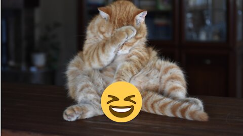 CATS will make Funny CAT compilation