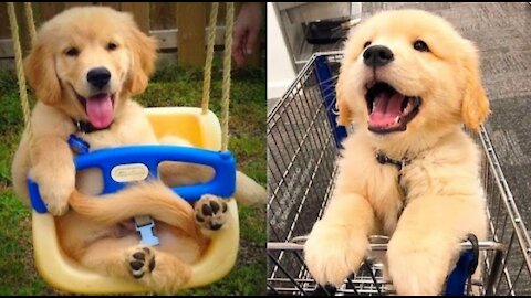 Baby DogsCute - and Funny Dog Videos Compilation #20 Animals