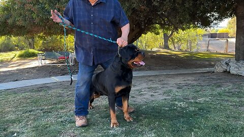 VON RUELMANN ROTTWEILERS KRIS VON DER CROSSENER RANCH