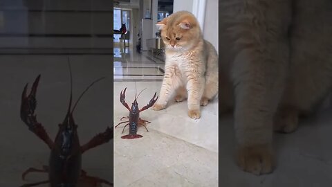 Funny Cats Moments #cat #funnyanimals #cats#kitten 😂😂🤣🤣