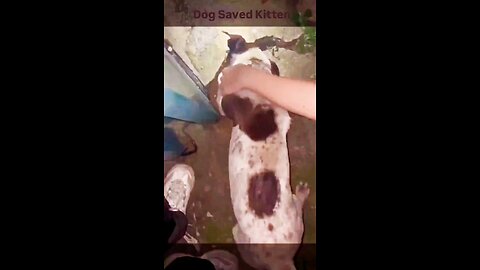 Dog Saved Kitten
