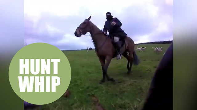 Shocking video shows a hunt saboteur being attacked by a hunt group