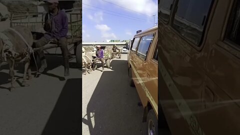 I had to stop to let them pass #shorts #animals #video