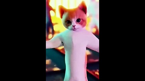 funny cat videos,cat funny videos,cat tv,