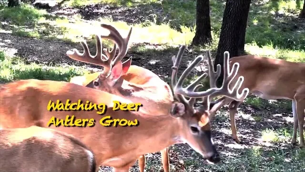 AWESOME ANTLERS! part 2
