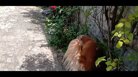 #dogshow , #animals , #dogs