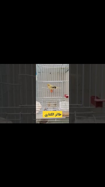 طائر الكناري المغرد