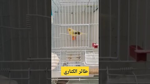 طائر الكناري المغرد