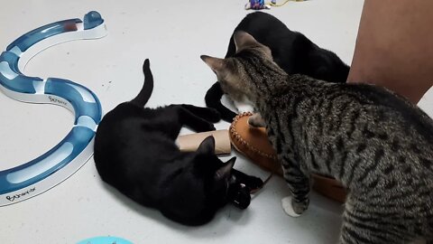 Shelter Kittens Playing With Shoelace