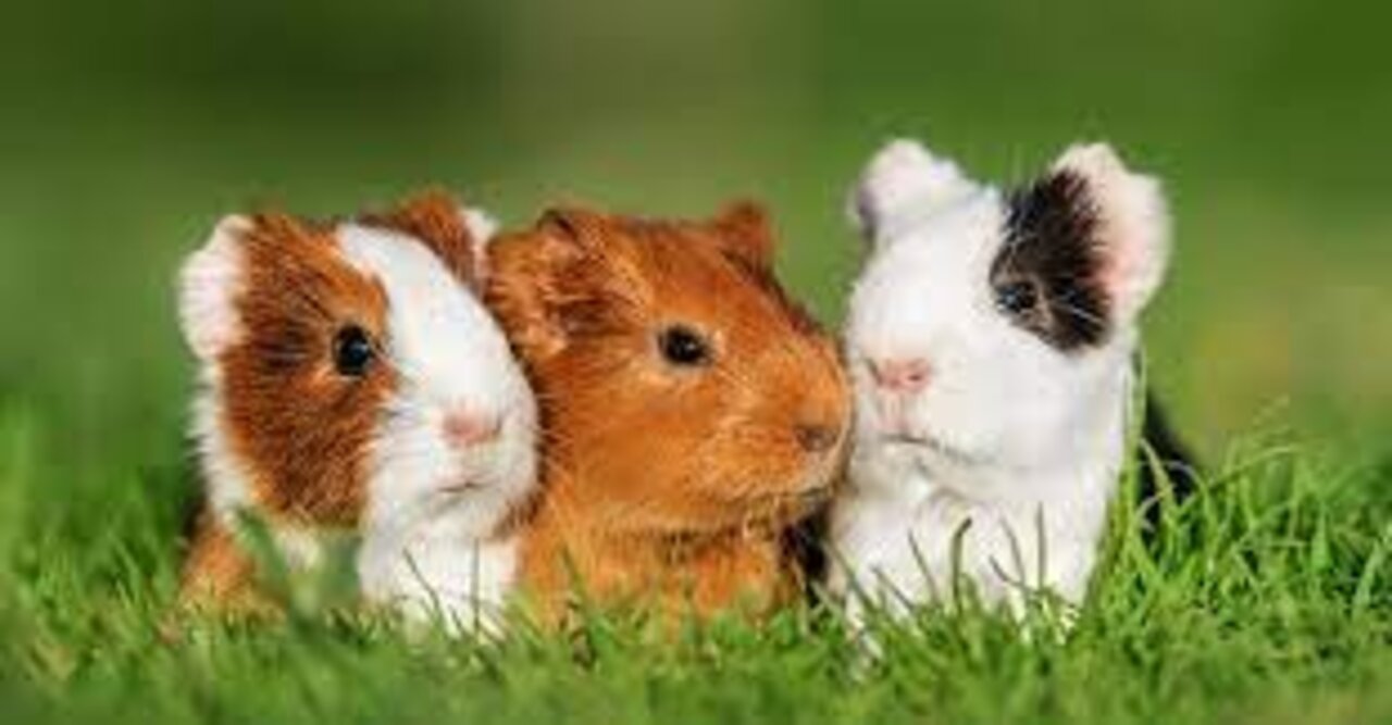 Guinea pig friends enjoying the soothing sound of rain