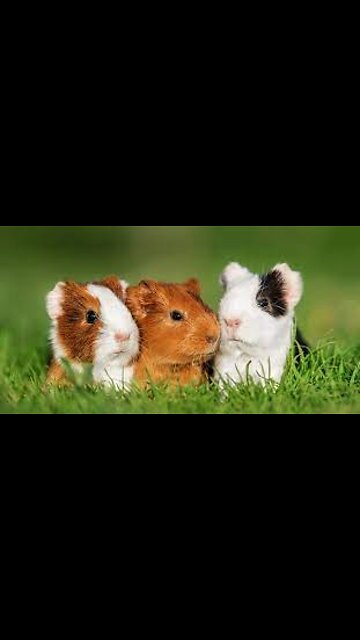 Guinea pig friends enjoying the soothing sound of rain
