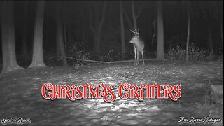 Wild Critters at Christmas time