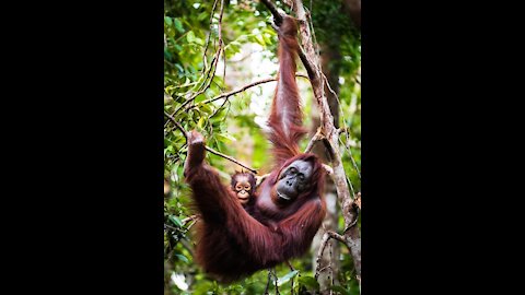 Magician has an orangutan in splits